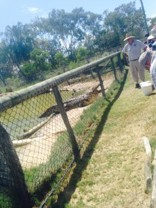 Crocodile farm